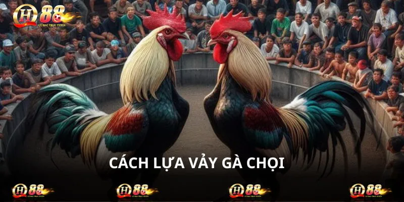 Cách Lựa Vảy Gà Chọi Hiệu Quả Cho Sư Kê Và Người Chơi Mới