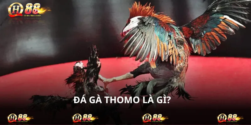 Đá gà Thomo được tổ chức tại Campuchia gần biên giới Việt Nam