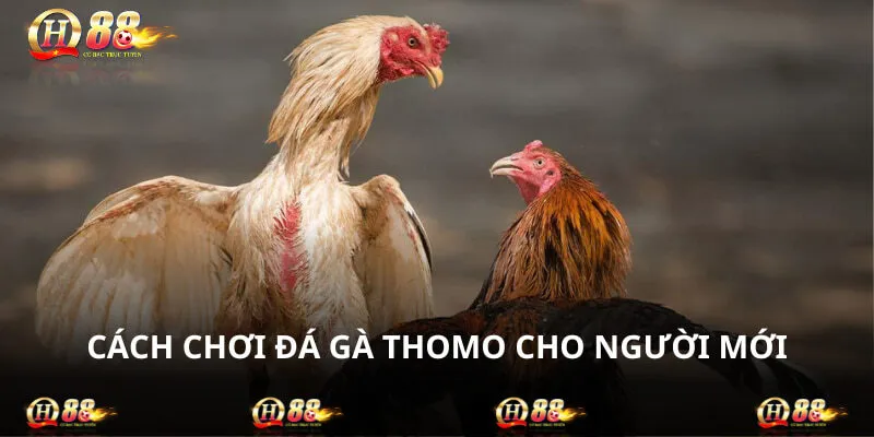 Cách chơi đá gà Thomo cần có 3 cửa cược cơ bản